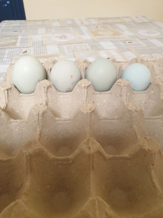 Разплодни яйца  от легбар крем и пекински патици,