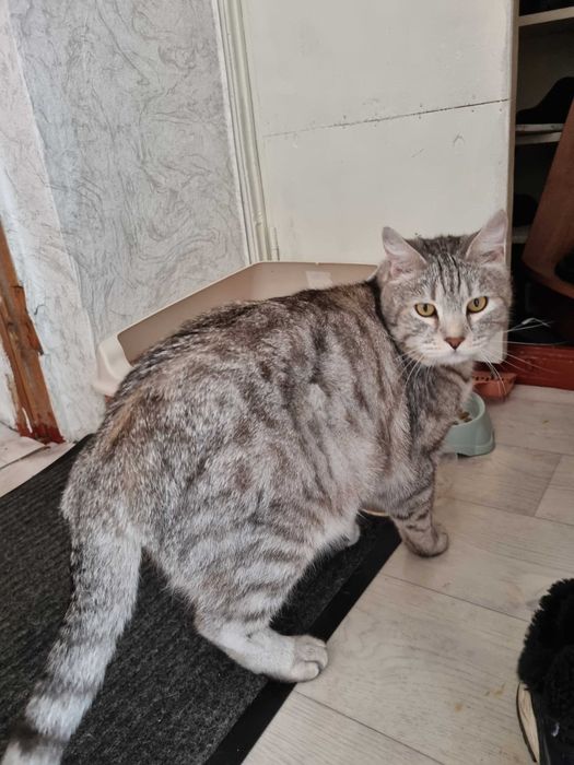 Отдам в добрые руки