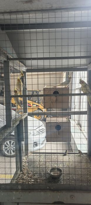 Karela sotiladi yoki barter qilamiza tovulaga