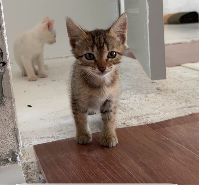 Милые девочки-котята, котенок в добрые руки! Доставим бесплатно