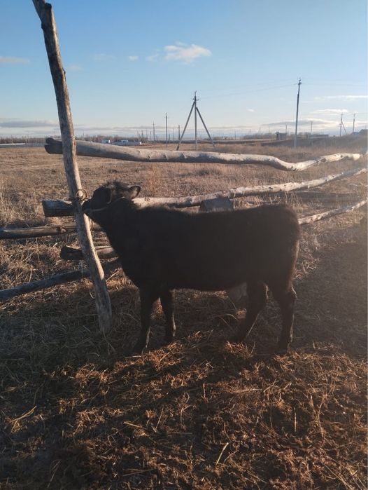 Продам корова с теленкам подсос