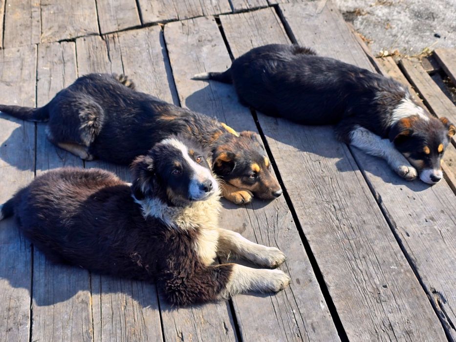 Щенок собака дворовая 4 месяца девочка