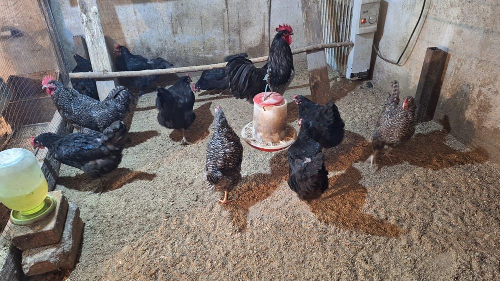 Продается домашние куры