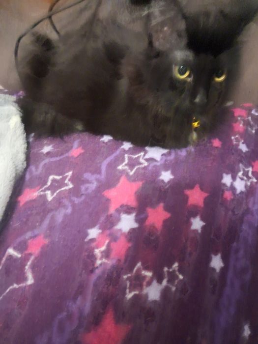 Кошечки черные пушистые,  игривые.