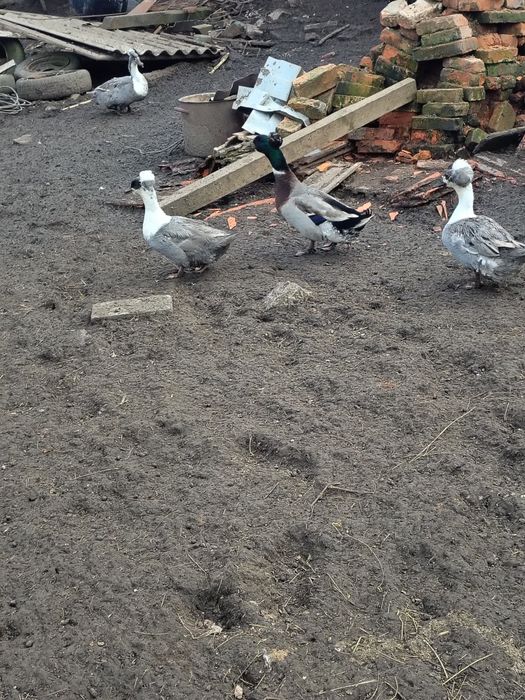 Disponibile oua pt. Incubat de gâsca și rată moțată.