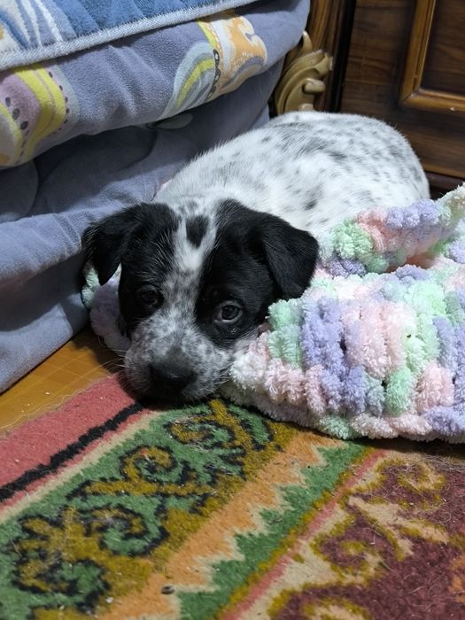 Щеночек в добрые руки!