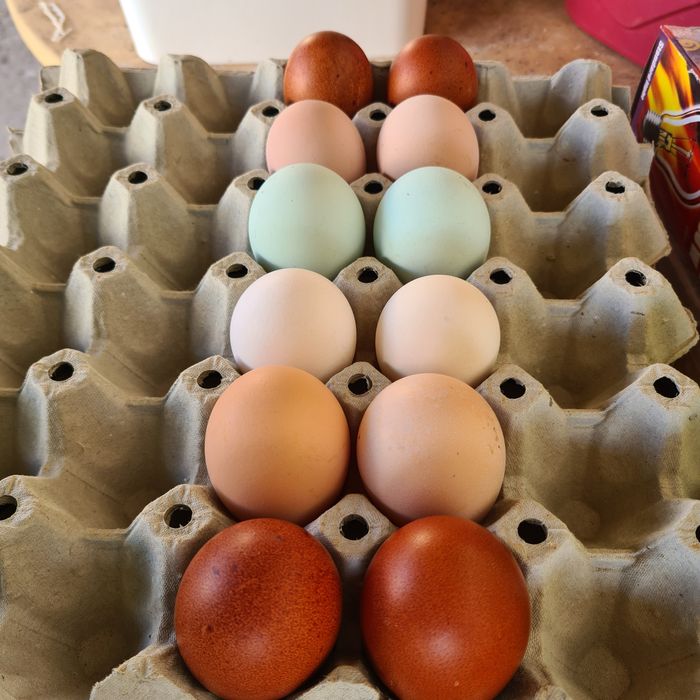 Маран и Амераукана-Цветни великденски яйца от щастливи кокошки