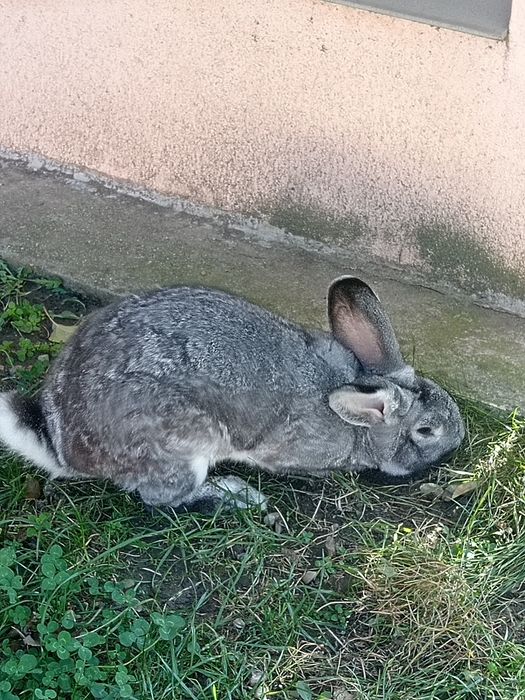 Iepuri rasa chinchilla mare