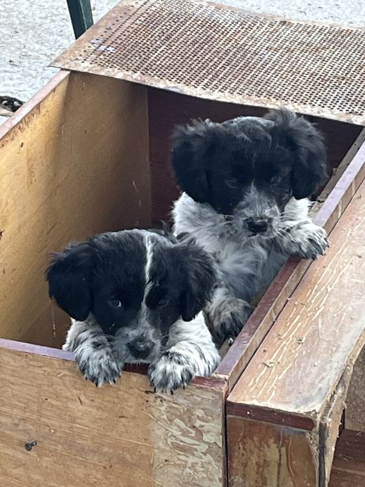 Щенки спаниель,девочка и мальчик
