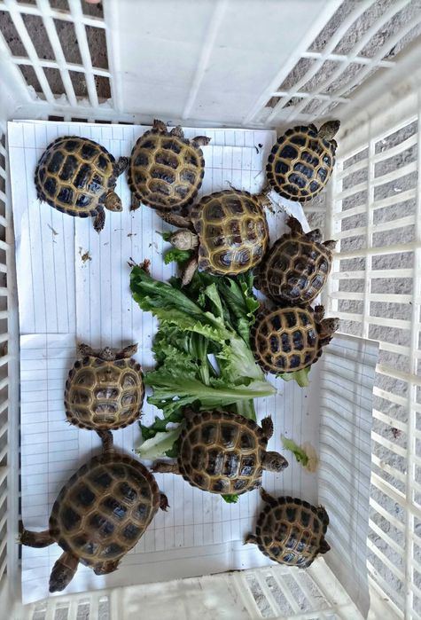 Toshbaqa bolalari sotiladi!