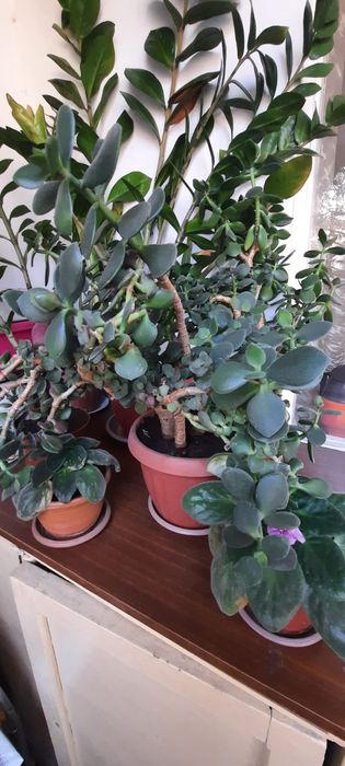 Продам цветы комнатные