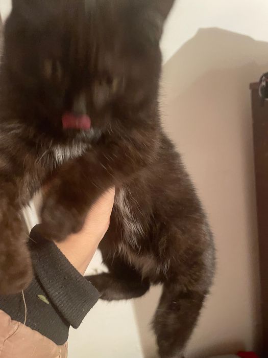 Отдам в добрые руки