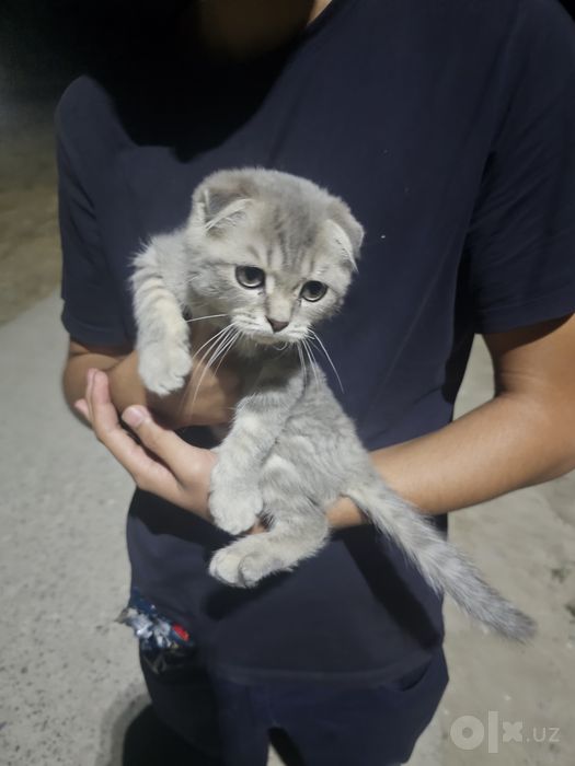 Scottish Fold ugilbola polniy koplekt narsalari bor