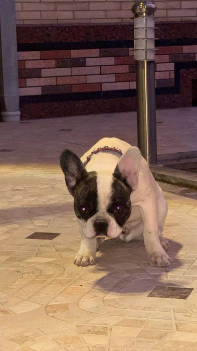 Французский бульдог