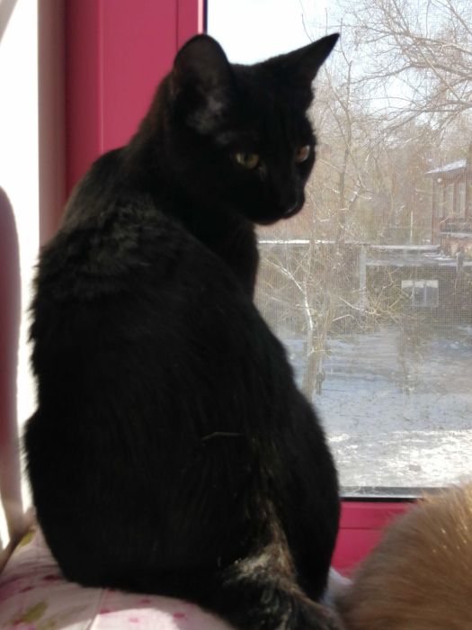 Когда Ночь Раскрывает Тайну (Мальчик 4,5 мес.)