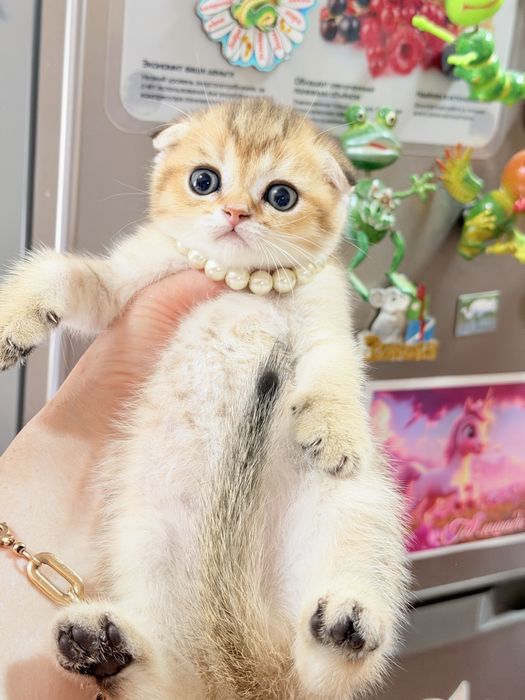 Котята от правильной вязки