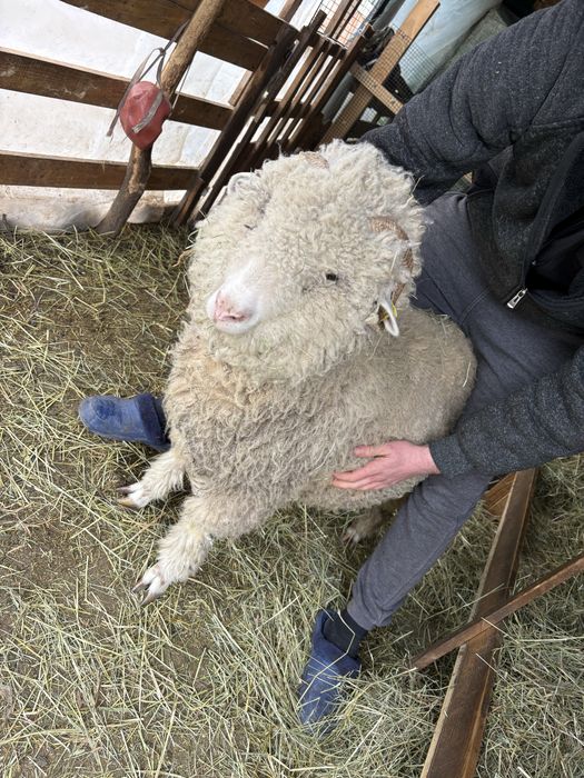 Vând mieluțe țurcane băle