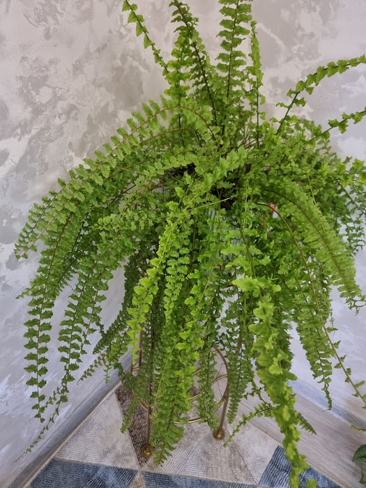 Папоротник. Нефролепис Дассада