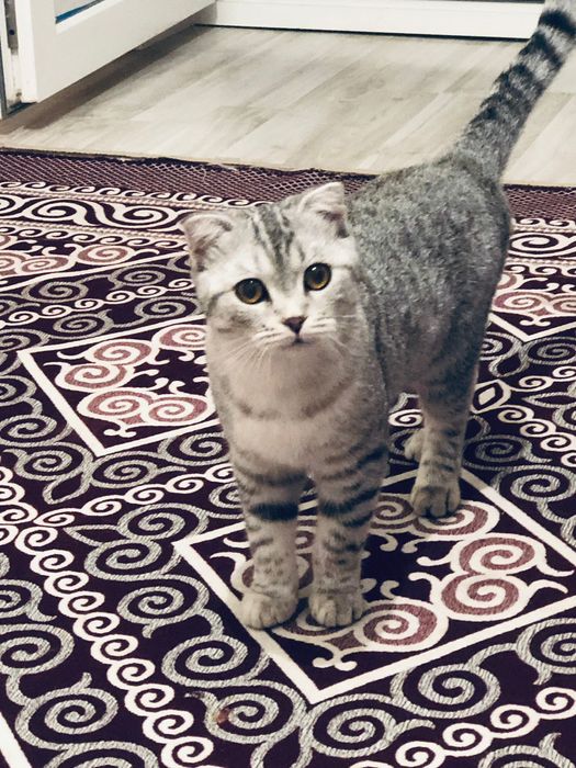 ВКонтакте желісіндегі мысықтарды сауу фотолары