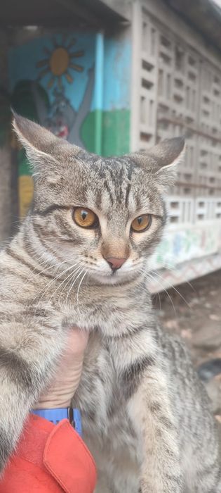 Котята котёнок мысык