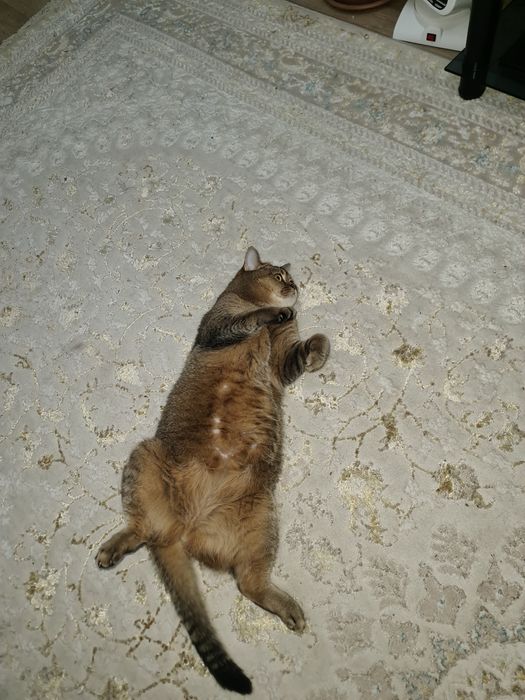 Ищем новых хозяев