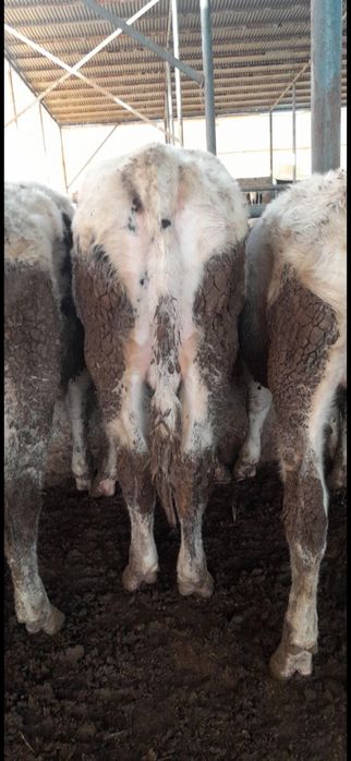 Чорни пиостра расиски букалар