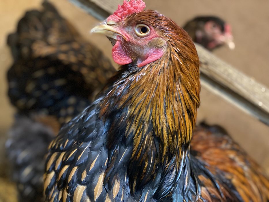 Brama Qora Tilla Брама Чёрное золото