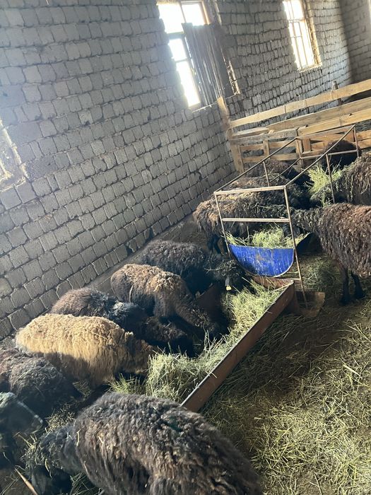 14 бас кой сатлады