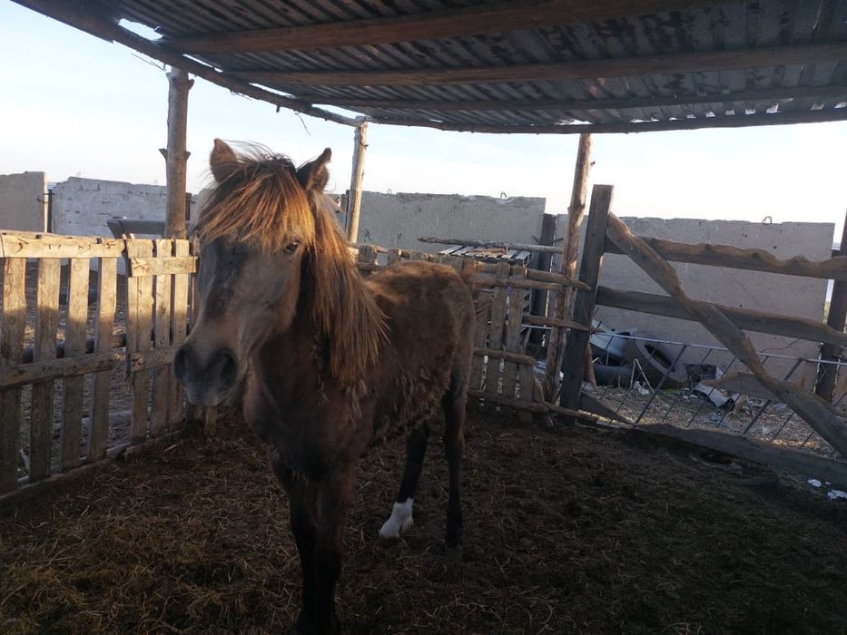 Продам лошадь 1,5г