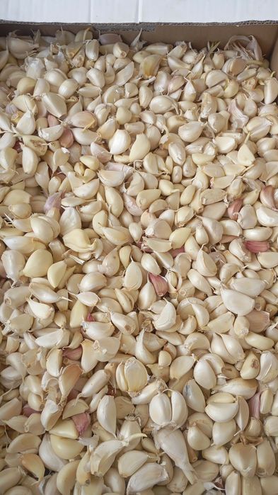 Vand usturoi de pus în pământ