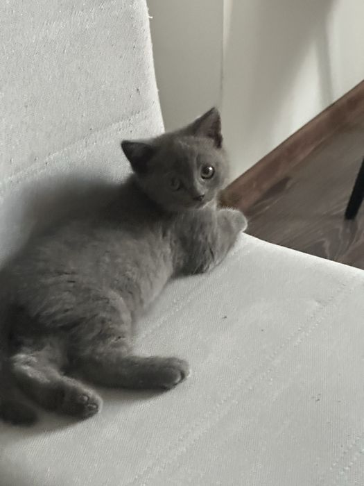 Котята Британские