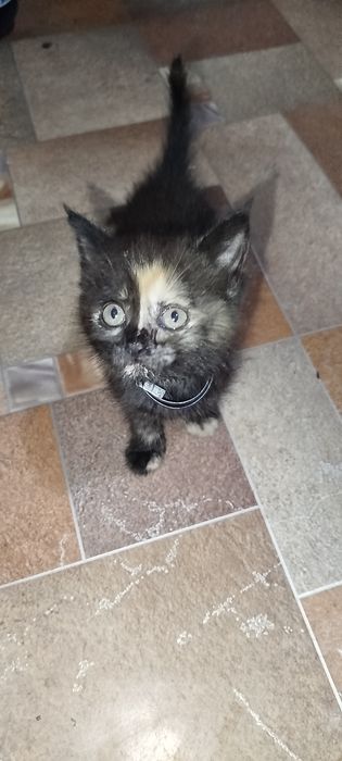 Отдам котёнка девочку