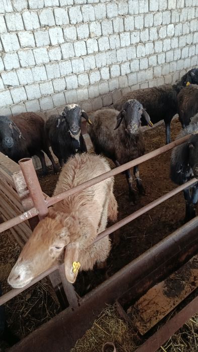 Қозылы қой баррр оптым сатылады