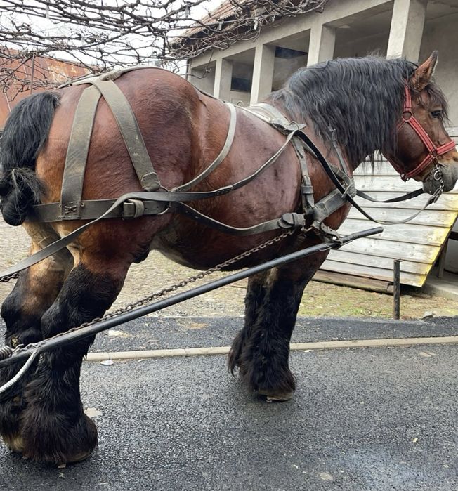 Armăsar ardenez de montă