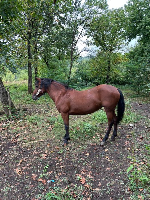 De vanzare Iapa buna