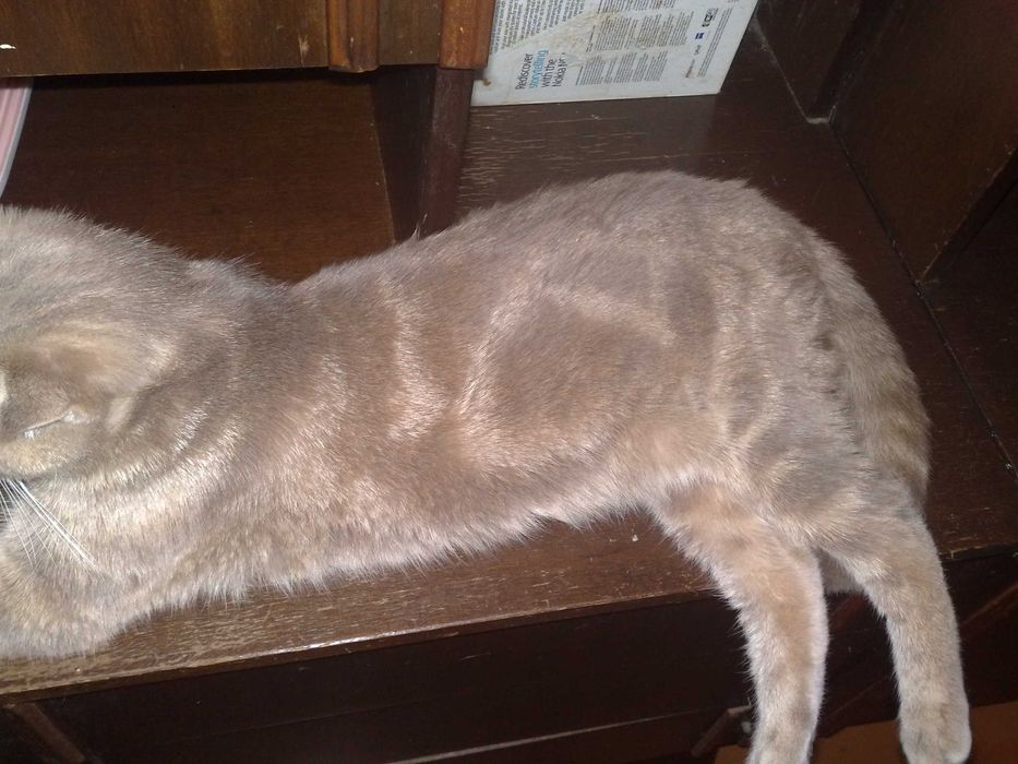 Кошка скотиш фолд, шиншила 1 годик