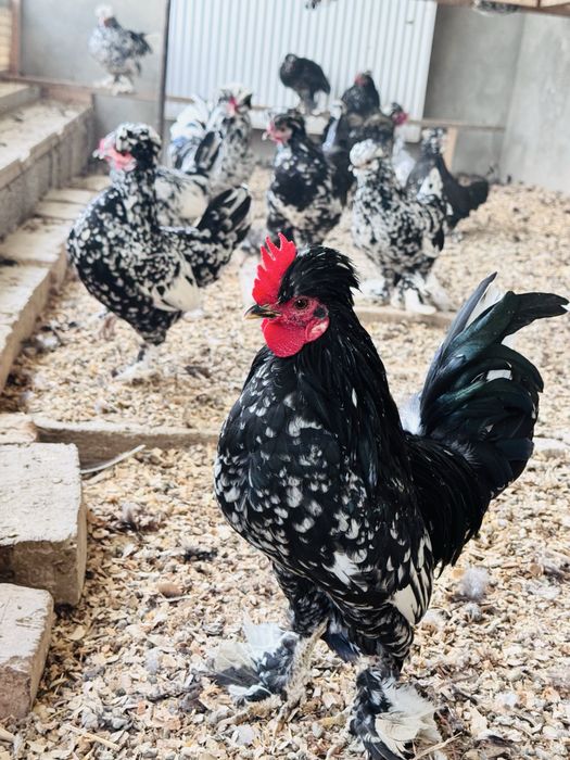 Yapon  TUXUMI sotiladi