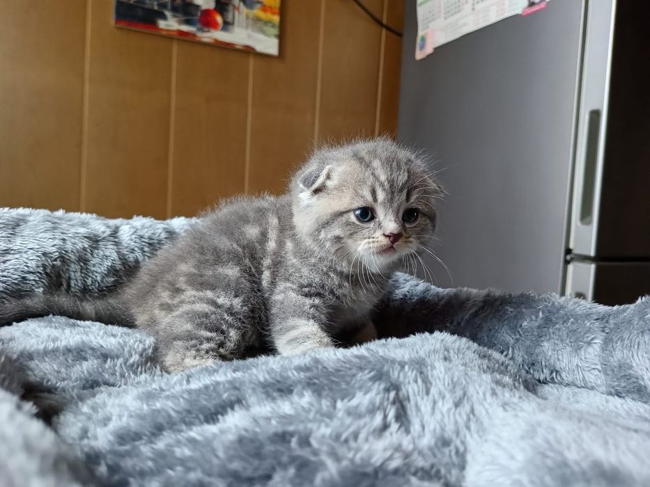 Скоттиш Фолд.  Мальчик.