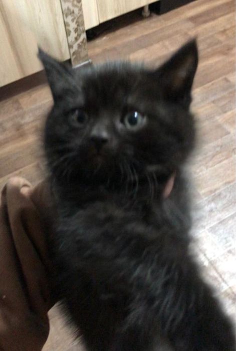 Котята в хорошие руки