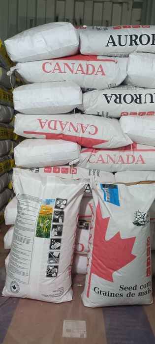 Жүгері ұрығы Канадалық, Семена кукурузы Канада