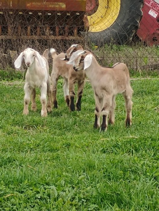 Tapisor anglonubian cu nobila germana