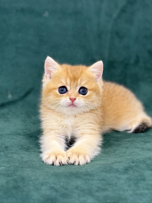 Британские Золотые Шиншилки