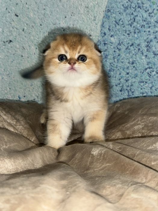 Котята на продажу