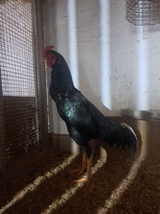 Дакан, шолпан микс шамо