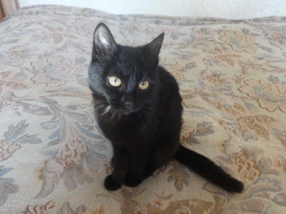 Отдам котёнка в хорошие руки