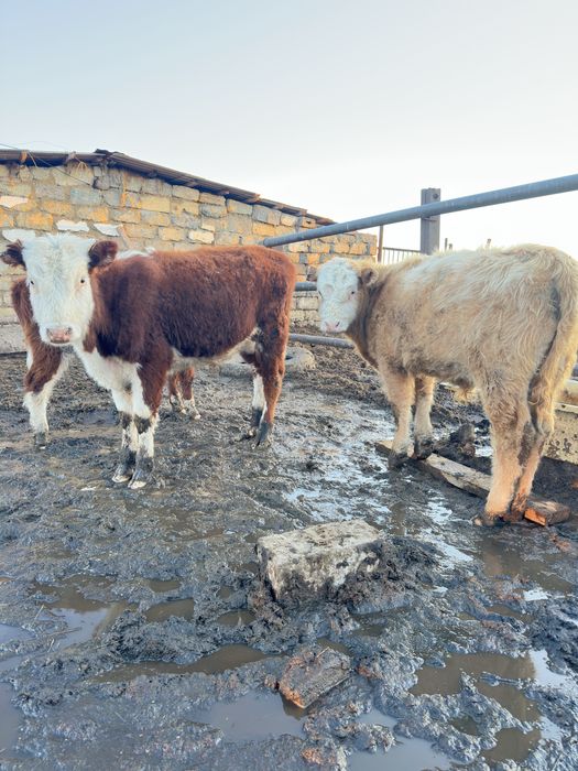 Бычки бык крс бұқа