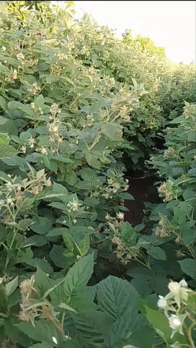 Malina ko'chat sotiladi