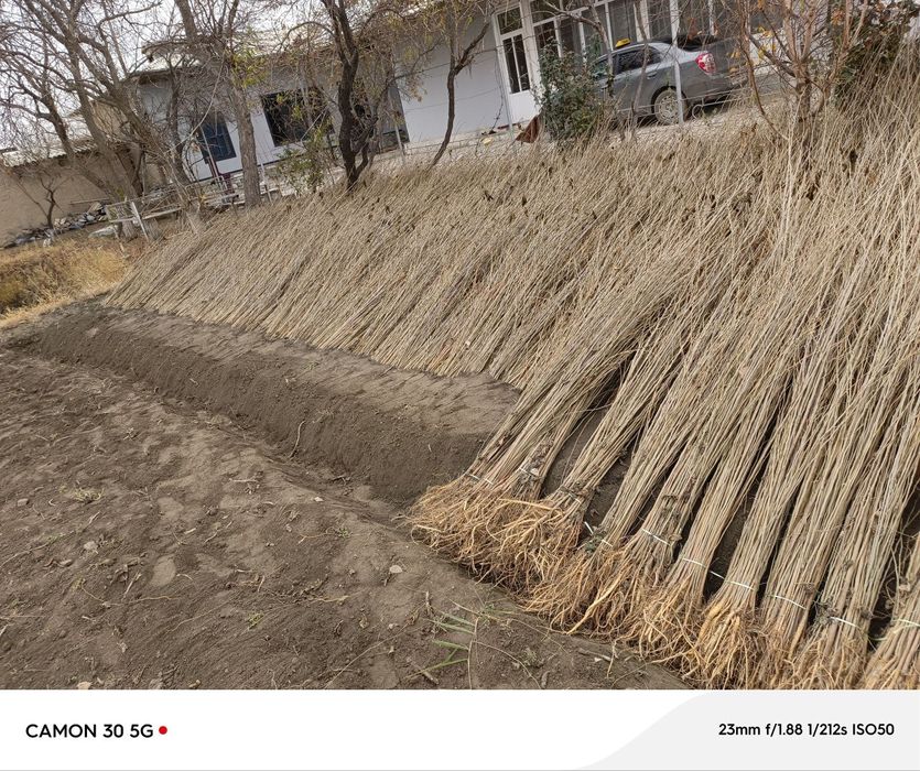 Tut kóchatlari kafolatli !