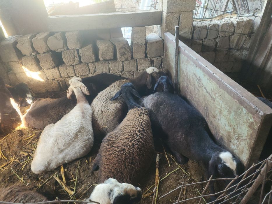 Qoylar bor quzbola hamasi