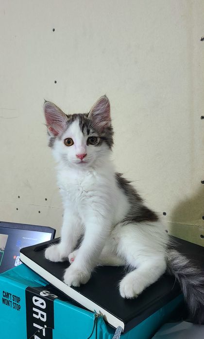 Котенок, мальчик 2,5 месяца ищет дом, домашний